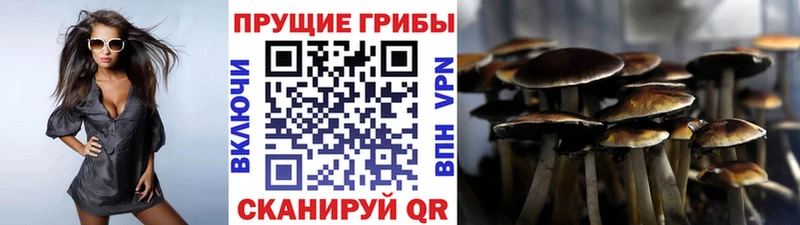 Галлюциногенные грибы Psilocybe Бавлы